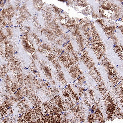 Fumarate hydratase Recombinant Rabbit mAb (SDT-2434-54)