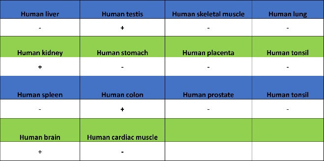MAP2 Recombinant Rabbit mAb (SDT-2060-28)