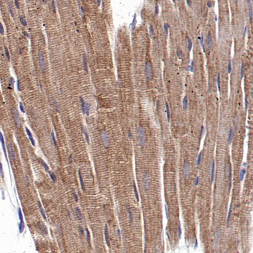 FUNDC1 Rabbit Polyclonal Antibody