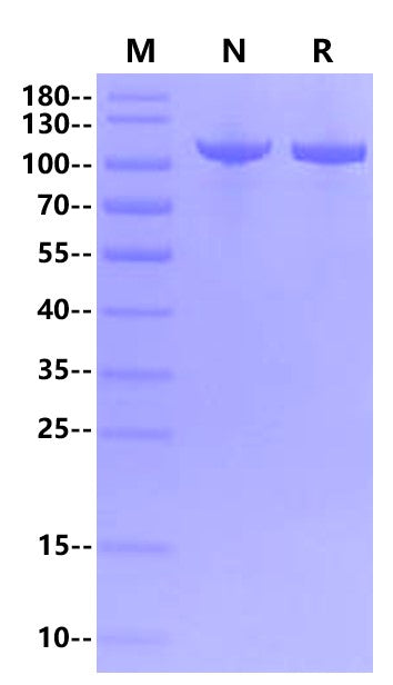 Bst DNA Polymerase, Full length