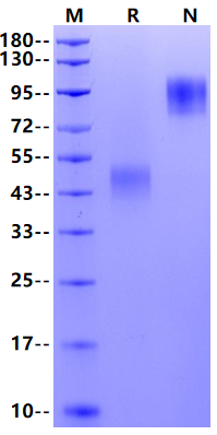 CD24 Fc Chimera Protein, Human