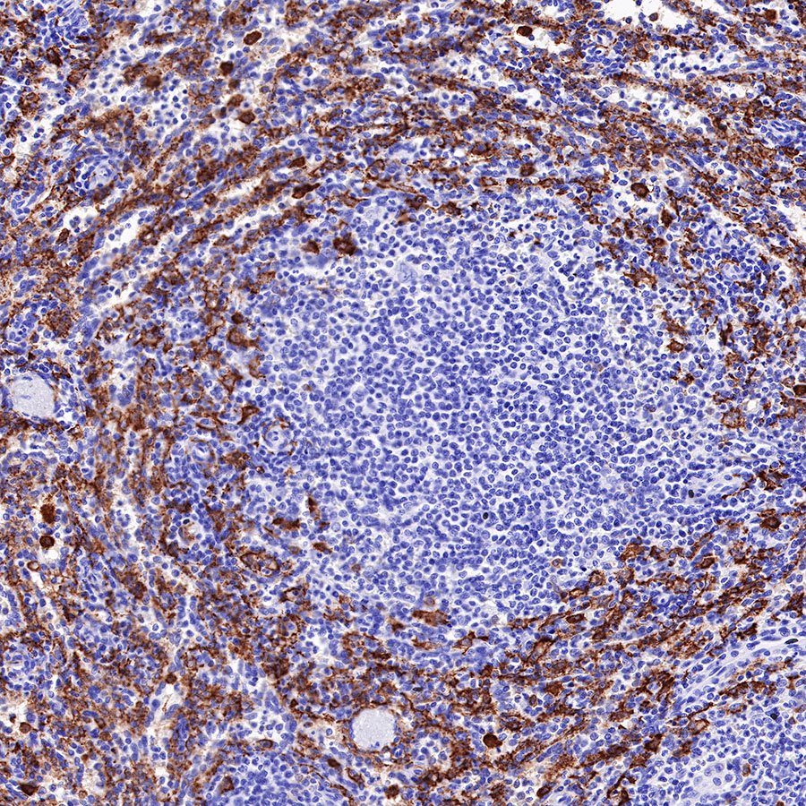 S-RMab® CD163 Recombinant Rabbit mAb,PBS Only (SDT-R164)