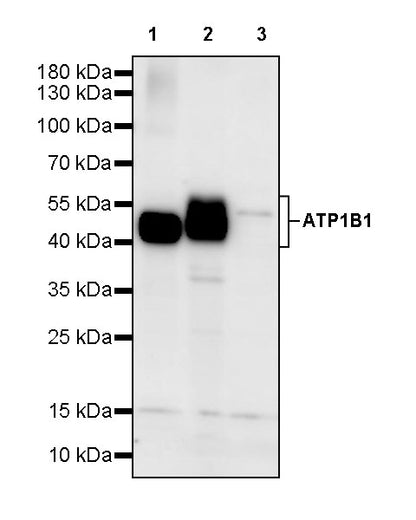 ATP1B1 Rabbit Polyclonal Antibody