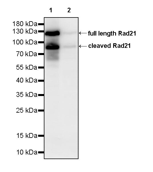 Rad21 Recombinant Rabbit mAb (S-M0006)