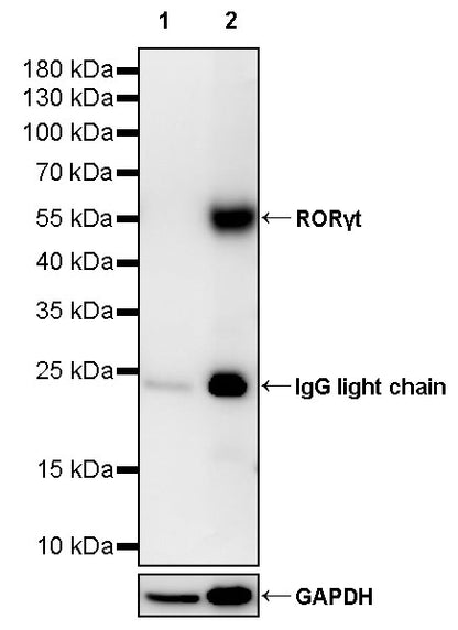 RORγt Recombinant Mouse mAb (S-4205)