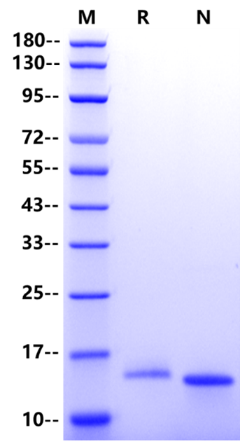 IL-22 Protein, Mouse