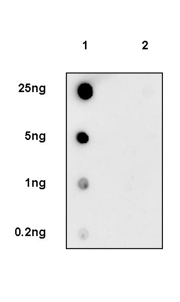 Phospho-IRE1 (S724) Recombinant Rabbit mAb (S-3480-15)