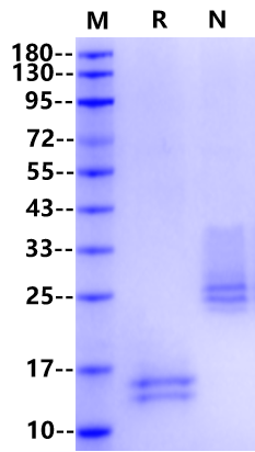 VEGF 120 Protein, Mouse