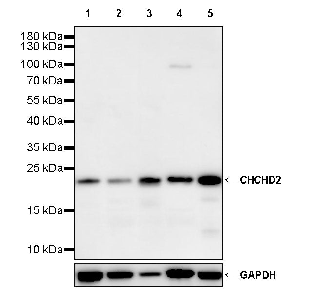 CHCHD2 Recombinant Rabbit mAb (S-4107-30)