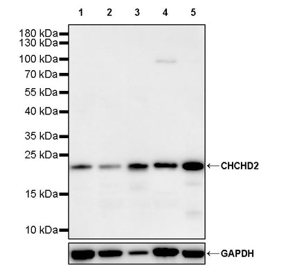 CHCHD2 Recombinant Rabbit mAb (S-4107-30)