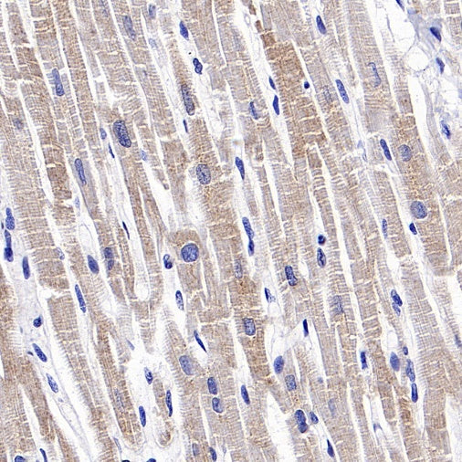 FUNDC1 Rabbit Polyclonal Antibody