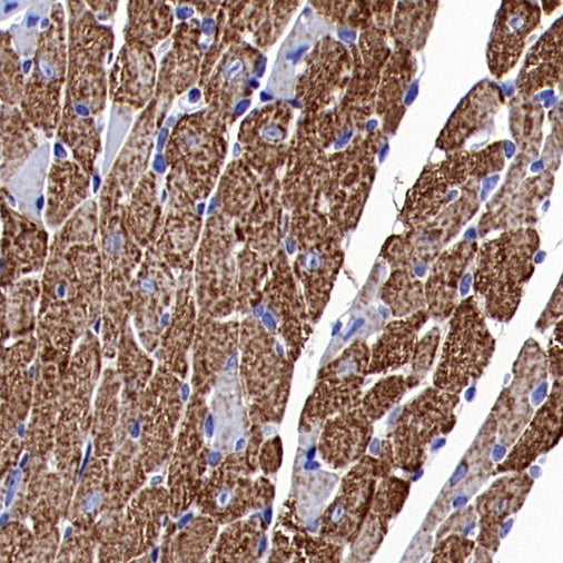 ACSL1 Recombinant Rabbit mAb (S-811-150)