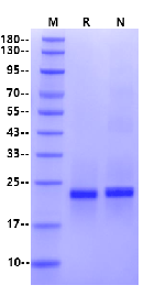 GPX4 Flag&His tag Protein, Human