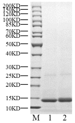 SARM1 Protein, Human