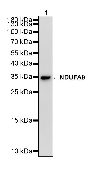 NDUFA9 Recombinant Mouse mAb (S-5382)