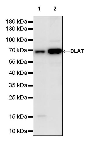 DLAT Rabbit Polyclonal Antibody