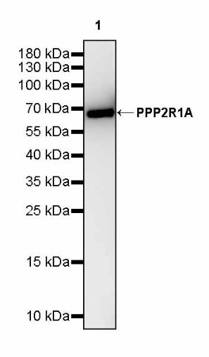 PPP2R1A Rabbit Polyclonal Antibody