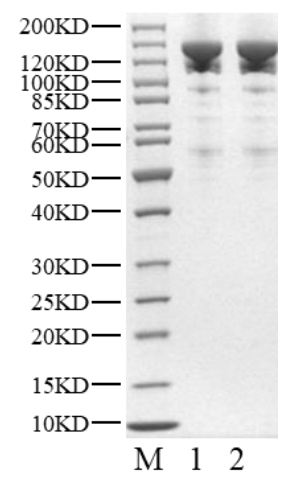 p85/p110 His&Strep II Tag Protein, Human