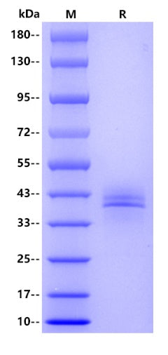 Human IgG3 Fc Protein