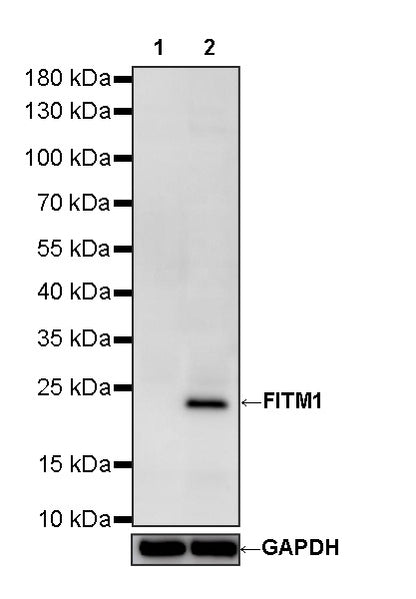 FITM1 Recombinant Rabbit mAb (S-3819-65)