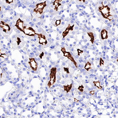 CD13 Recombinant Rabbit mAb (SDT-R162)