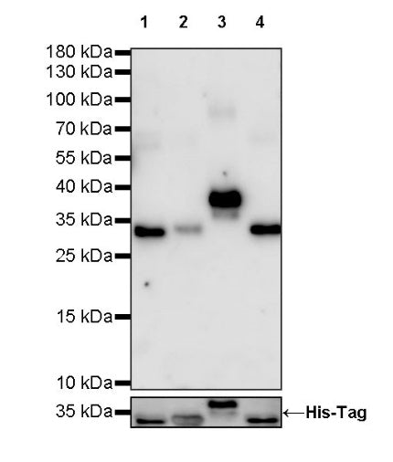 Human IgG F(c) Recombinant Rabbit mAb (HRP Conjugate) (S-318-21)