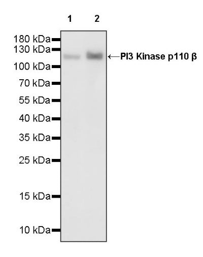 PI3 Kinase p110β Recombinant Rabbit mAb (S-1193-115)