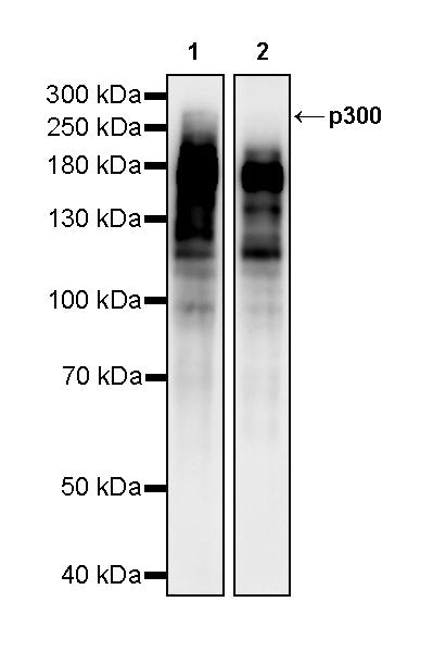 p300 Recombinant Rabbit mAb (S-2612-122)