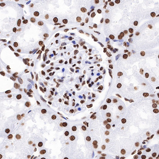 Histone H4 Recombinant Rabbit mAb (S-499-30)
