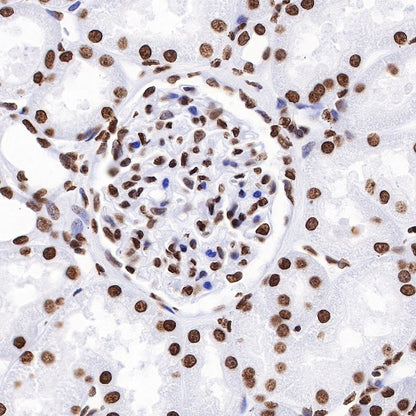 Histone H4 Recombinant Rabbit mAb (S-499-30)