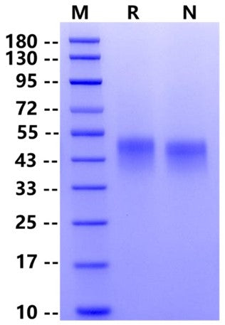 Biotinylated Fc γ RIIIa/CD16a(F176) Avi&His Tag Protein, Human