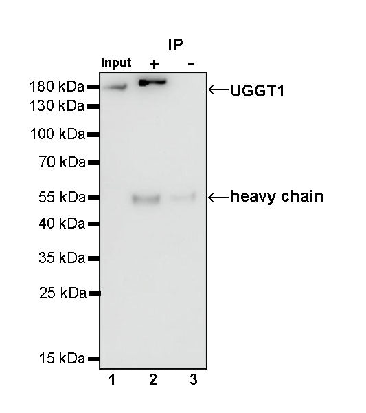 UGGT1 Recombinant Rabbit mAb (S-1079-19)