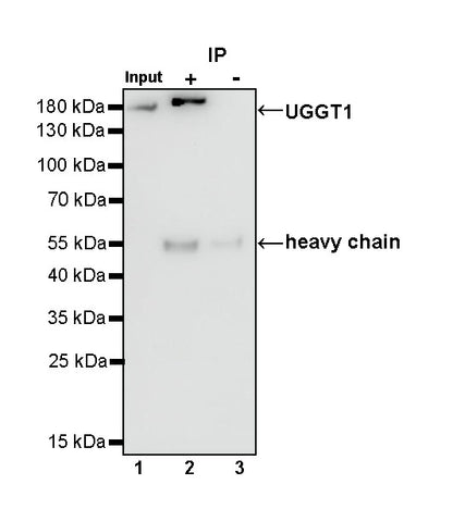 UGGT1 Recombinant Rabbit mAb (S-1079-19)