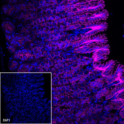 E-Cadherin Recombinant Rabbit mAb (Cy5 Conjugate) (S-438-5)