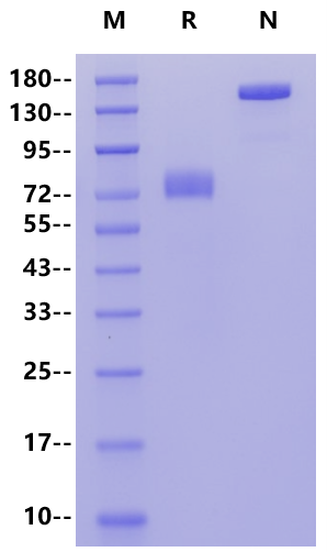 MSLN/Mesothelin Fc Chimera Protein, Human