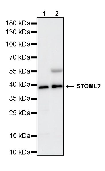 STOML2 Mouse mAb