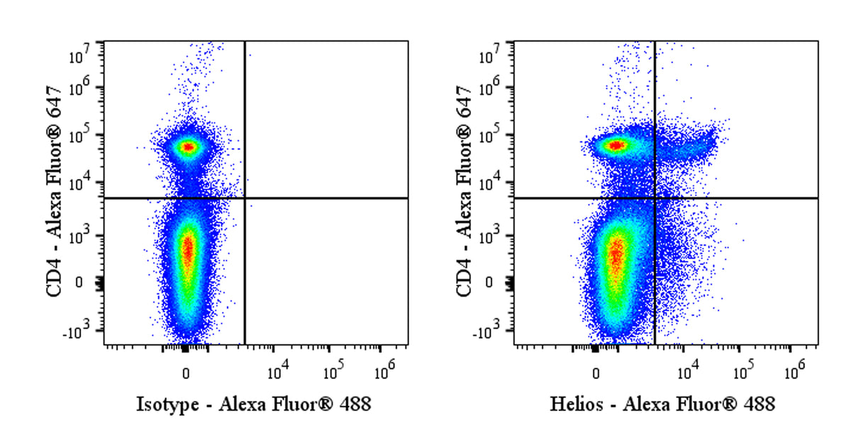 Alexa Fluor® 488 Armenian Hamster Anti-Mouse/Human Helios Antibody (22F6)