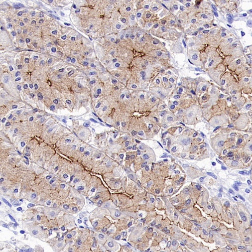 Occludin Recombinant Rabbit mAb (SDT-4588)