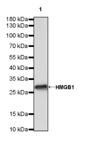 HMGB1 Recombinant Rabbit mAb (S-R305)