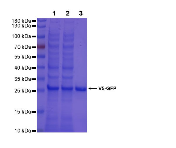 Rabbit Anti-V5 Tag Magnetic Agarose
