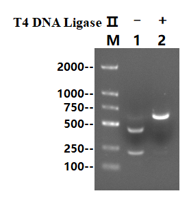 T4 DNA Ligase Ⅱ