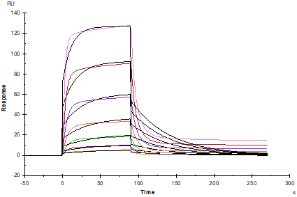 EphA10 His Tag Protein, Human