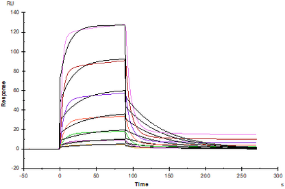 EphA10 His Tag Protein, Human