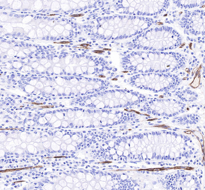 CD34 Recombinant Rabbit mAb,PBS Only (SDT-051-68)