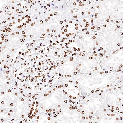 S-RMab®Lamin B2 Recombinant Rabbit mAb (S-951-70)