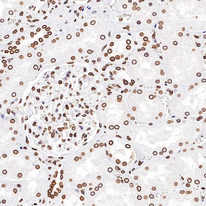 S-RMab®Lamin B2 Recombinant Rabbit mAb (S-951-70)