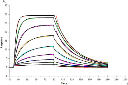 Biotinylated IL-13 His&Avi Tag Protein, Human