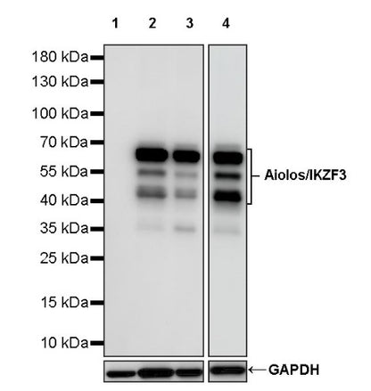 AiolosI/KZF3 Recombinant Rabbit mAb (S-1268-42)