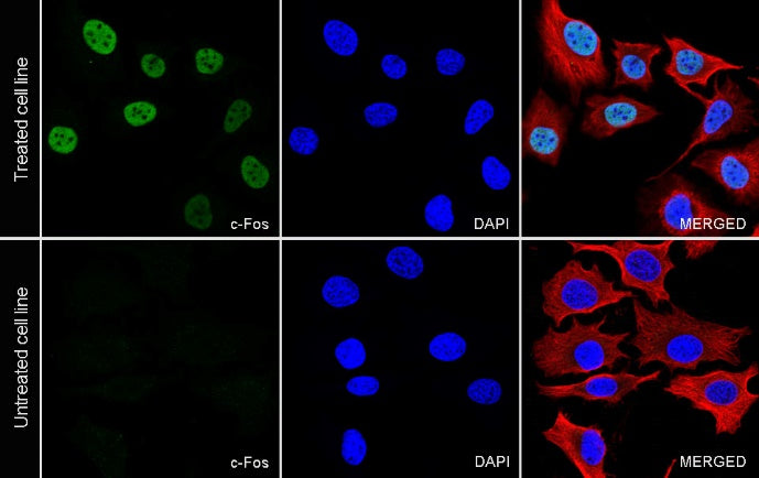 c-Fos Recombinant Rabbit mAb (S-1391-63)