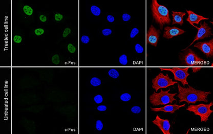c-Fos Recombinant Rabbit mAb (S-1391-63)